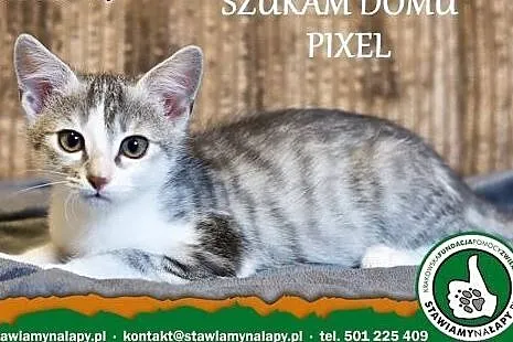 Pixel z Pięciu Wspaniałych. Fundacja Stawiamy Na Ł