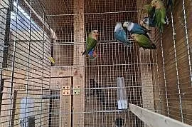 Papugi nierozlaczki , Murzynowo Leśne