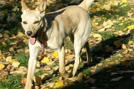 Holli szuka domu,  wielkopolskie Poznań
