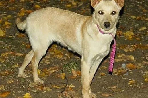 Holli szuka domu,  wielkopolskie Poznań