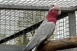 Papuga kakadu różowa