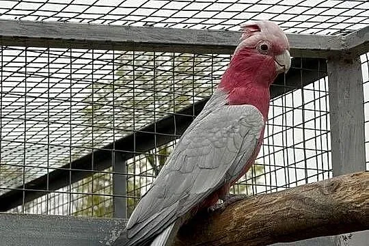 Papuga kakadu różowa