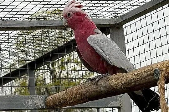 Papuga kakadu różowa, Lubuskie, Świebodzin