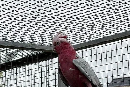 Papuga kakadu różowa, Lubuskie, Świebodzin