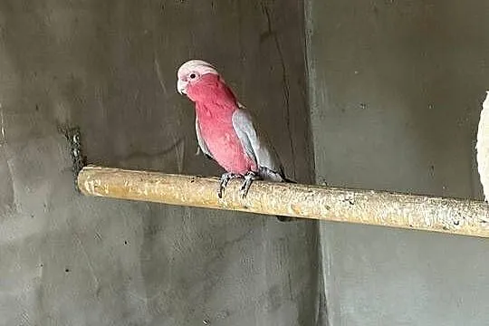 Papuga kakadu różowa, Lubuskie, Świebodzin