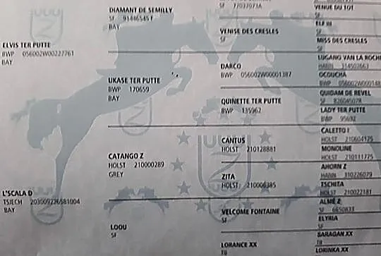 Wałach skokowy po Elvis Ter Putte / Diamant De Semilly, , 