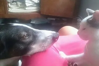 Radosny, młodziutki kundelek nie słyszy, ale pokoc