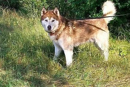 Sampo - uroczy psiak szuka cierpliwego i wyrozumia