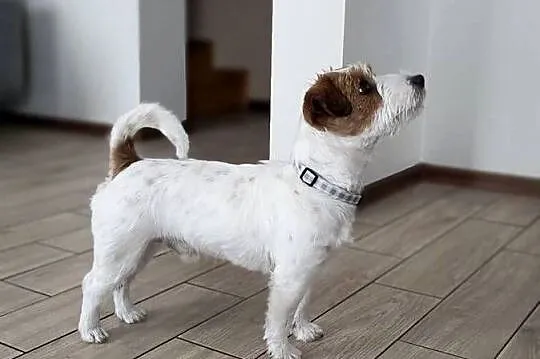 Reproduktor Jack Russell terrier, Śląskie, Częstochowa