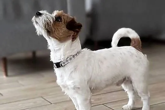 Reproduktor Jack Russell terrier, Śląskie, Częstochowa