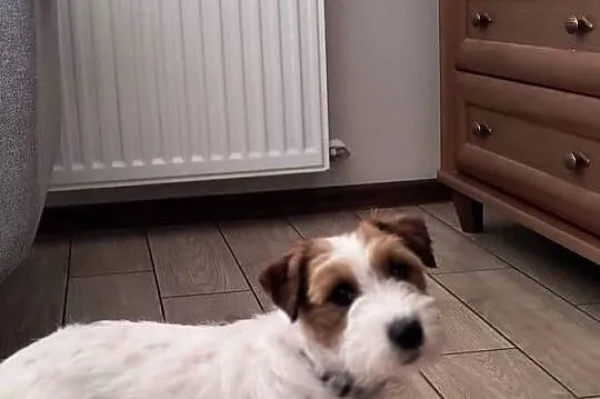 Reproduktor Jack Russell terrier, Śląskie, Częstochowa