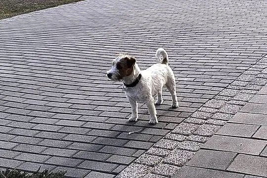Reproduktor Jack Russell terrier, Śląskie, Częstochowa
