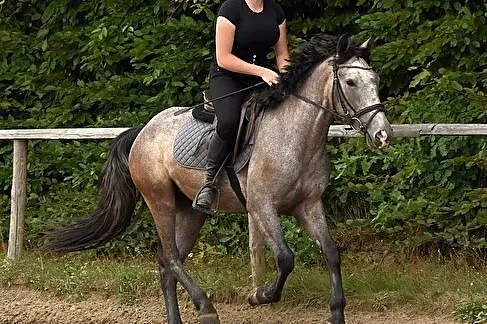 klacz kuc 142 cm, Podkarpackie, Rzeszów