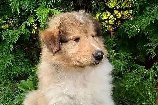 Owczarek szkocki collie szczeniak, Wielkopolskie, Czarnków