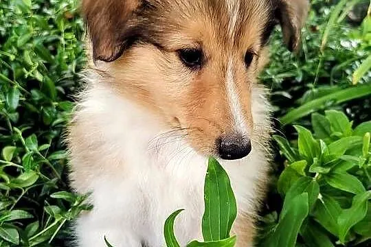 Owczarek szkocki collie szczeniak, Wielkopolskie, Czarnków