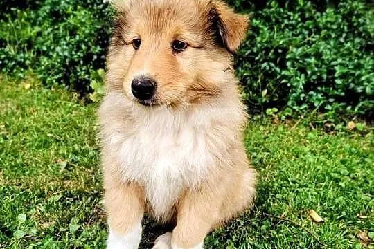 Owczarek szkocki collie szczeniak, Wielkopolskie, Czarnków