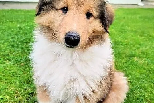 Owczarek szkocki collie szczeniak, Wielkopolskie, Czarnków