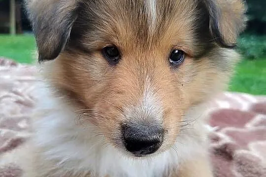 Owczarek szkocki collie szczeniak, Wielkopolskie, Czarnków