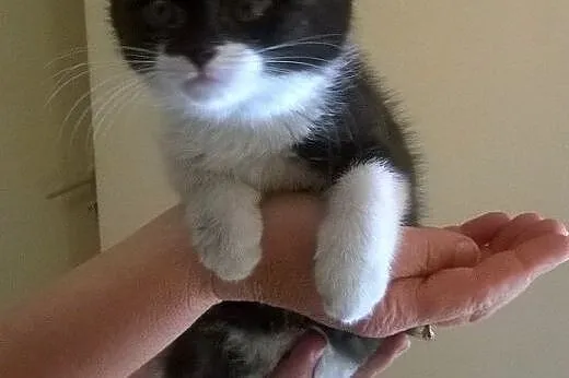 Malenka kociczka czarno-biala 7-8 tyg,adopcja!!,  