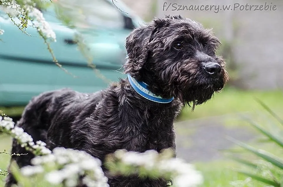 Szagi - schnoodle - sznaucero-pudel szuka domu