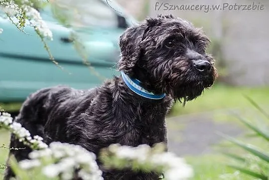 Szagi - schnoodle - sznaucero-pudel szuka domu