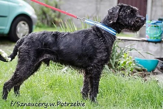 Szagi - schnoodle - sznaucero-pudel szuka domu