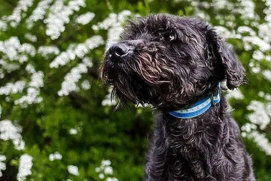 Szagi - schnoodle - sznaucero-pudel szuka domu