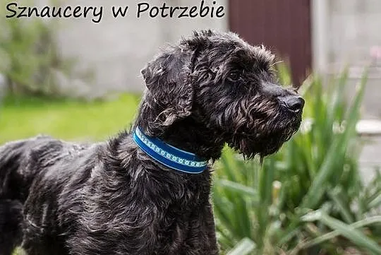 Szagi - schnoodle - sznaucero-pudel szuka domu