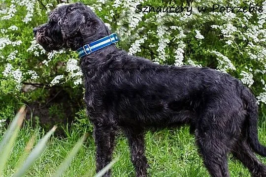 Szagi - schnoodle - sznaucero-pudel szuka domu