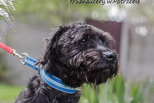 Szagi - schnoodle - sznaucero-pudel szuka domu