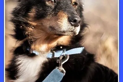 KAJTUŚ,12kg,łagodny,spokojny piesek średni.ADOPCJA,  dolnośląskie Wrocław