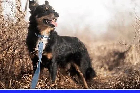 KAJTUŚ,12kg,łagodny,spokojny piesek średni.ADOPCJA
