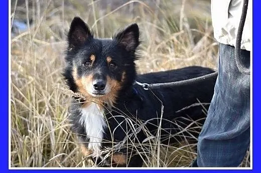 KAJTUŚ,12kg,łagodny,spokojny piesek średni.ADOPCJA