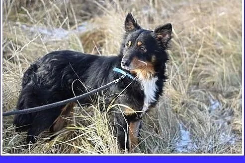 KAJTUŚ,12kg,łagodny,spokojny piesek średni.ADOPCJA