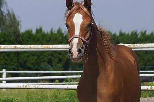 Ogierek arabski