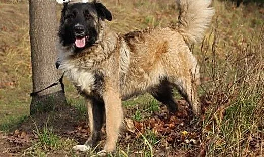 Lagos.Ktoś mnie okłamał..., kujawsko-pomorskie By
