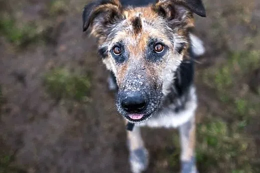 Leo- piękny mix owczarka niemieckiego,  dolnośląskie Wrocław
