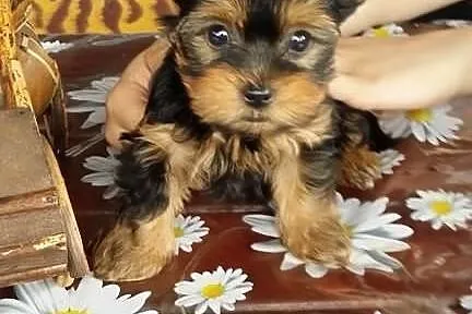 Yoreczki