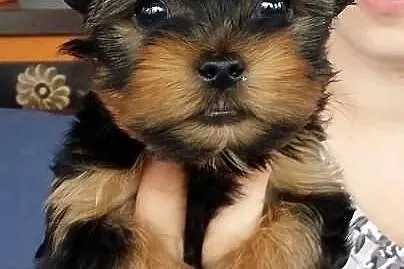 Yoreczki