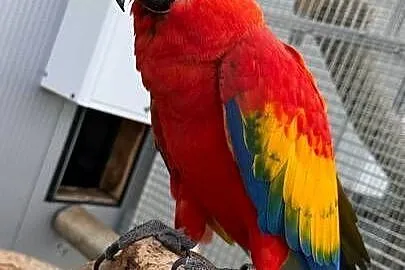 ara macao