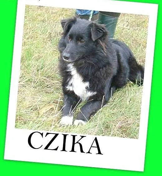 CZIKA sunia średniej wielkości 12 -14 kg. Wyjątkow