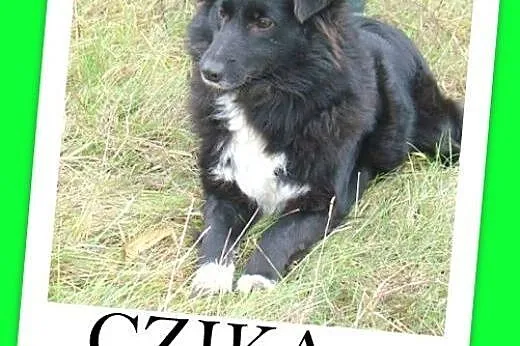CZIKA sunia średniej wielkości 12 -14 kg. Wyjątkow