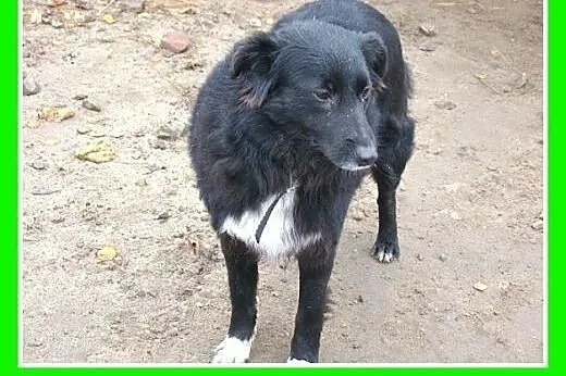 CZIKA sunia średniej wielkości 12 -14 kg. Wyjątkow