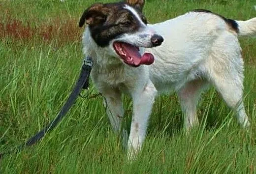 Szczękuś - piękny wesolutki psiak do adopcji! Lubi