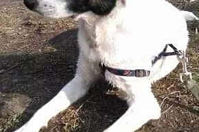 Szczękuś - piękny wesolutki psiak do adopcji! Lubi