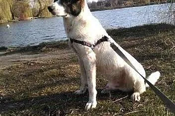 Szczękuś - piękny wesolutki psiak do adopcji! Lubi