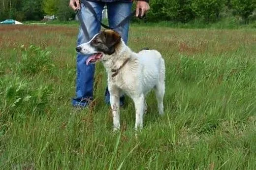Szczękuś - piękny wesolutki psiak do adopcji! Lubi