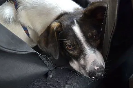 Szczękuś - piękny wesolutki psiak do adopcji! Lubi