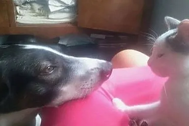 Szczękuś - piękny wesolutki psiak do adopcji! Lubi
