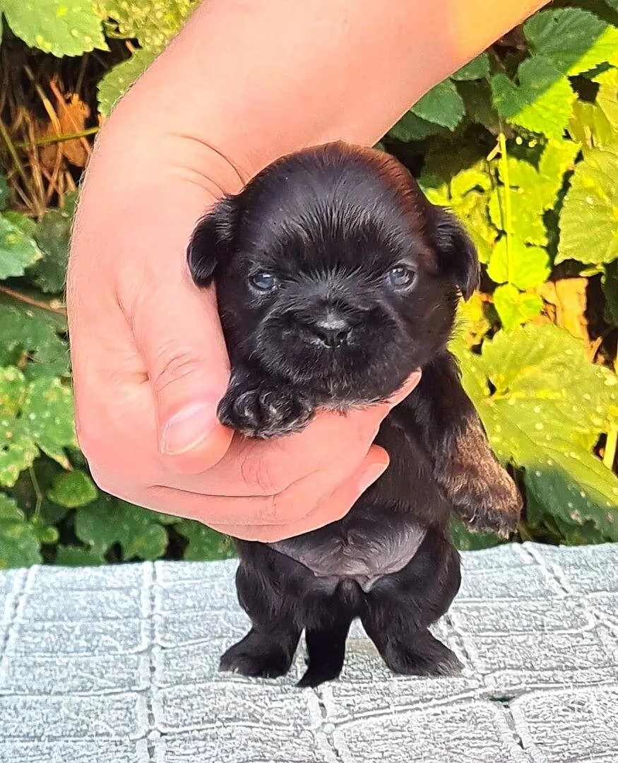 Szczenięta Shih tzu ZKWP, Śląskie, Masłońskie
